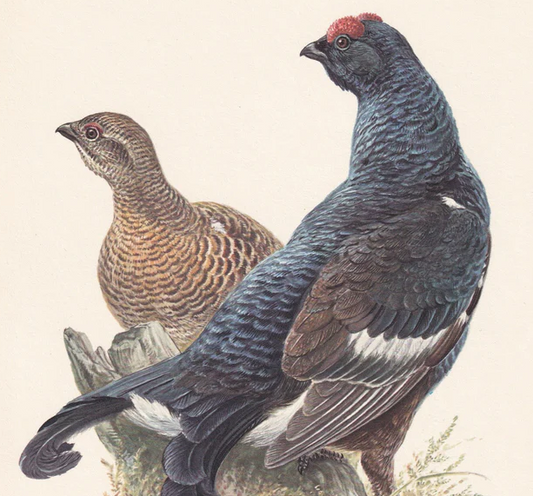 1960 BLACK GROUSE Bird Print - Vintage Bird Print - Bird Illustration - Bird Wall Art - Bird Decor - 7.5 x 10.6 Inches