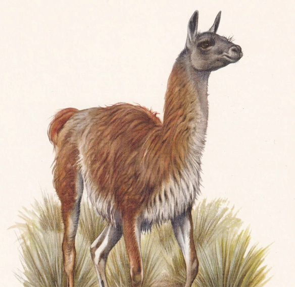 1960 GUANACO Print - Vintage Animal Wall Art - 7.5 x 10.6 Inches
