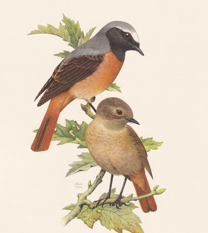 1960 COMMON REDSTART Bird Print - Vintage Bird Print - Bird Illustration - Bird Wall Art - Bird Decor - 7.5 x 10.6 Inches