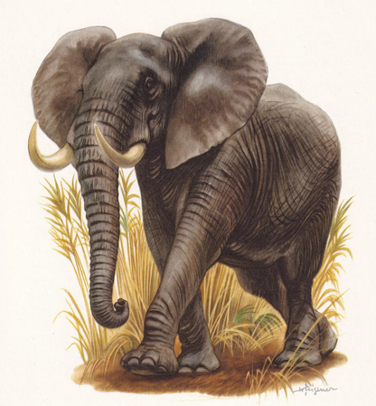 1960 AFRICAN BUSH ELEPHANT Print - Vintage Animal Wall Art - 7.5 x 10.6 Inches