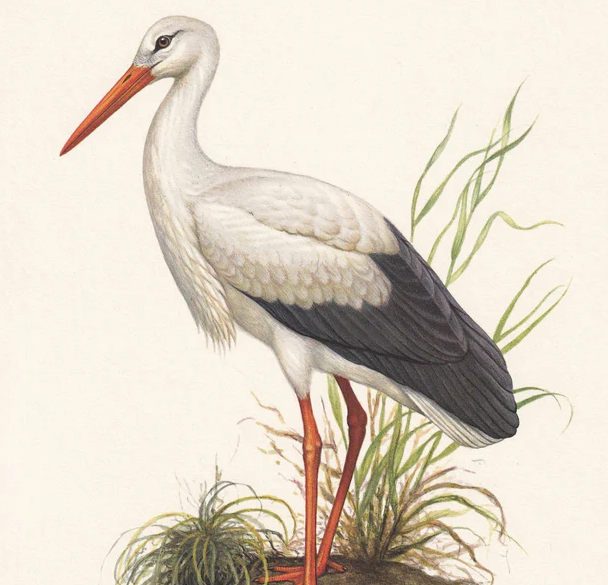 1960 WHITE STORK Bird Print - Vintage Bird Print - Bird Illustration - Bird Wall Art - Bird Decor - 7.5 x 10.6 Inches