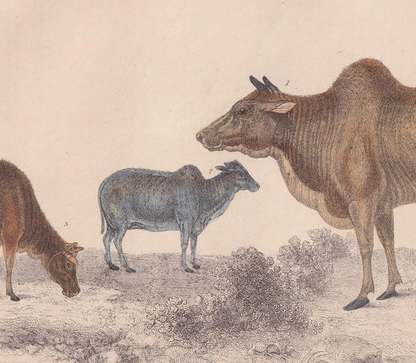 1850 ZEBU COWS Print - Male and Female - Original Antique Hand-Coloured Engraving - Cow Wall Art - Cow Decor - Zebu Cow - 10 x 6.4 Inches