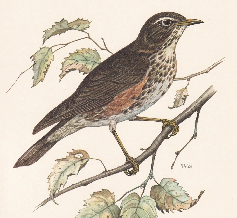 1960 REDWING Bird Print - Vintage Bird Print - Bird Illustration - Bird Wall Art - Bird Decor - 7.5 x 10.6 Inches