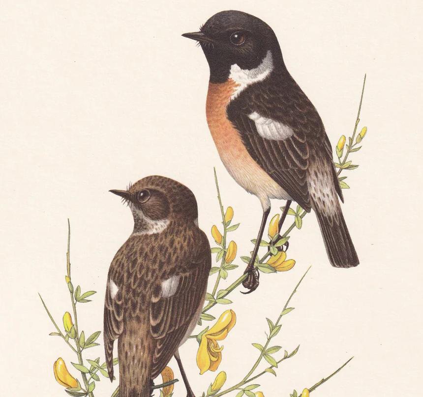 1960 STONECHAT Bird Print - Vintage Bird Print - Bird Illustration - Bird Wall Art - Bird Decor - 7.5 x 10.6 Inches