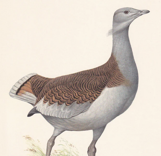 1960 GREAT BUSTARD Bird Print - Vintage Bird Print - Bird Illustration - Bird Wall Art - Bird Decor - 7.5 x 10.6 Inches
