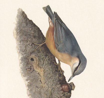 1960  NUTHATCH Bird Print - Vintage Bird Print - Bird Illustration - Bird Wall Art - Bird Decor - 7.5 x 10.6 Inches