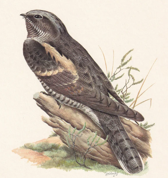 1960  NIGHTJAR Bird Print - Vintage Bird Print - Bird Illustration - Bird Wall Art - Bird Decor - 7.5 x 10.6 Inches