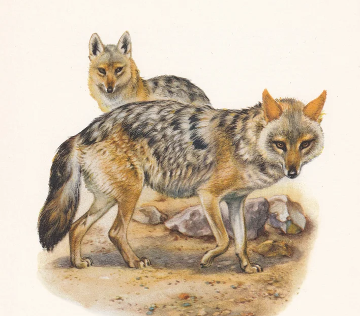 1960 GOLDEN JACKAL Print - Vintage Animal Wall Art - 7.5 x 10.6 Inches