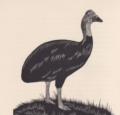 1929 CASSOWARY Print Wood Engraving - Cassowary Wall Art - Animal Wood Engraving - Antique Animal Print - 95 Years Old - 7.25 x 8 Inches