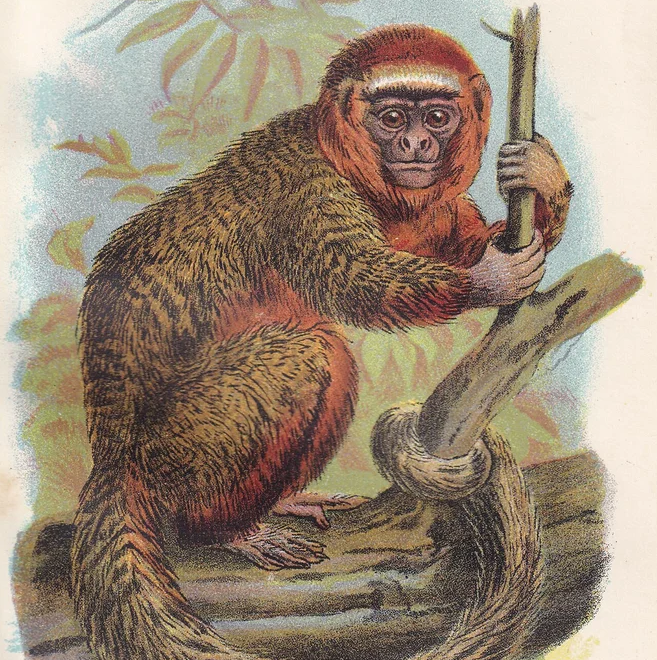 1896 THE RED TITI Print - Monkeys and Apes Print - Primates Print - Original Antique Print - 127 Years Old - 7 x 4.75 Inches