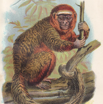 1896 THE RED TITI Print - Monkeys and Apes Print - Primates Print - Original Antique Print - 127 Years Old - 7 x 4.75 Inches