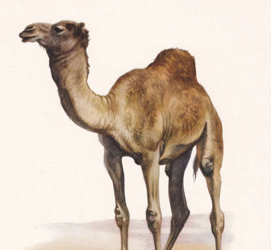 1960 DROMEDARY CAMEL Print - Vintage Animal Wall Art - 7.5 x 10.6 Inches