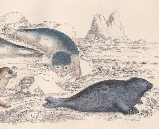 1850 SEAL & FETID SEAL Print - Original Antique Hand-Coloured Engraving - Seal Wall Art - Seal Decor - 10 x 6.4 Inches