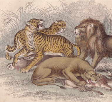 1859 LION, TIGER, LEOPARD, & Jaguar Print - Hand-Coloured Engraving - Big Cat Wall Art - Antique Safari Decor - 9.5 x 6.5 Inches