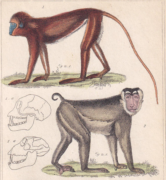 1834 SUMATRAN SURILI, Southern Pig-Tailed Macaque, & Barbary Macaque Print - Hand-Coloured Antique - Animal Wall Art - 5.3 x 8.2 Inches