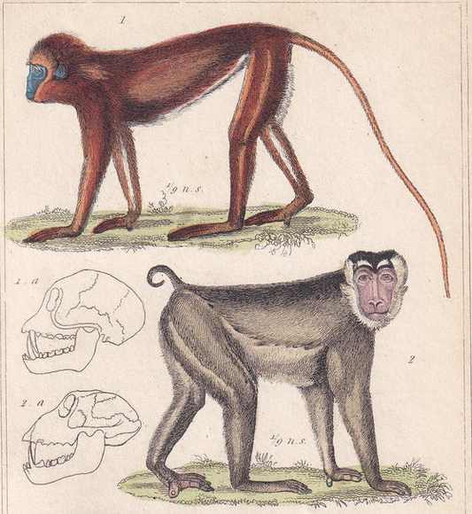 1834 SUMATRAN SURILI, Southern Pig-Tailed Macaque, & Barbary Macaque Print - Hand-Coloured Antique - Animal Wall Art - 5.3 x 8.2 Inches