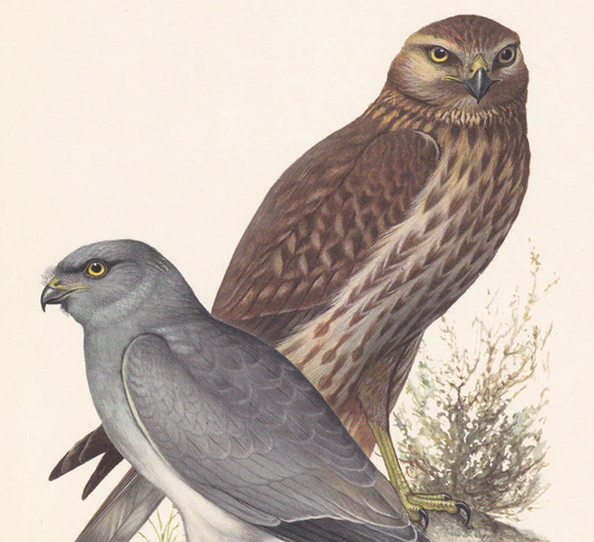 1960 HEN HARRIER Bird Print - Vintage Bird Print - Bird Illustration - Bird Wall Art - Bird Decor - 7.5 x 10.6 Inches