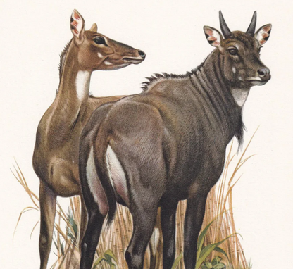 1960 NILGAI ANTELOPE Print - Vintage Animal Wall Art - 7.5 x 10.6 Inches