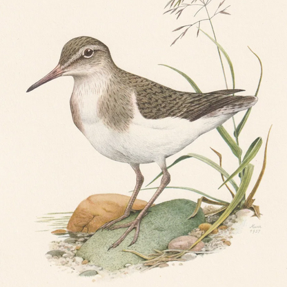 1960 COMMON SANDPIPER Bird Print - Vintage Bird Print - Bird Illustration - Bird Wall Art - Bird Decor - 7.5 x 10.6 Inches