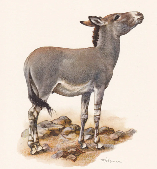 1960 AFRICAN WILD ASS Print - Vintage Animal Wall Art - 7.5 x 10.6 Inches