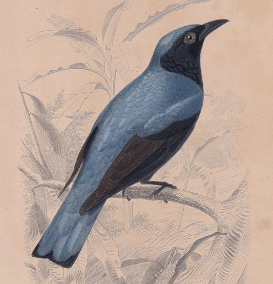 1861 DRONGO Bird Print - Hand-Coloured Antique Print - Orbigny - Animal Wall Art - Gift Decor - 5.75 x 9.75 Inches