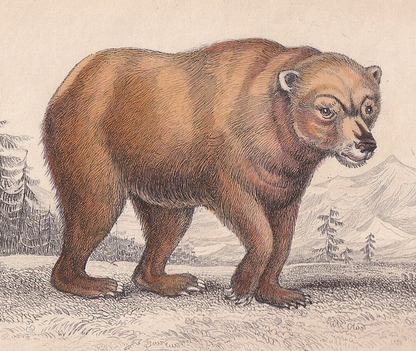 1843 YELLOW BEAR Print - Antique Hand-Coloured Bear Wall Art - Bear Decor - 4.15 x 6.7 Inches