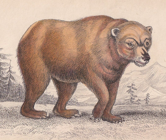 1843 YELLOW BEAR Print - Antique Hand-Coloured Bear Wall Art - Bear Decor - 4.15 x 6.7 Inches