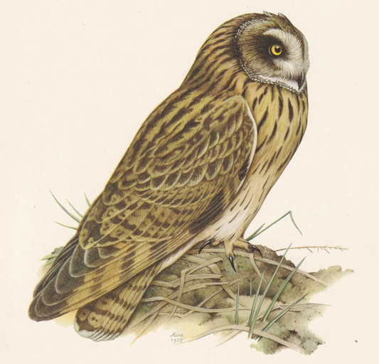 1960 SHORT-EARED OWL Bird Print - Vintage Bird Print - Bird Illustration - Bird Wall Art - Bird Decor - 7.5 x 10.6 Inches