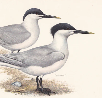 1960 SANDWICH TERN Bird Print - Vintage Bird Print - Bird Illustration - Bird Wall Art - Bird Decor - 7.5 x 10.6 Inches