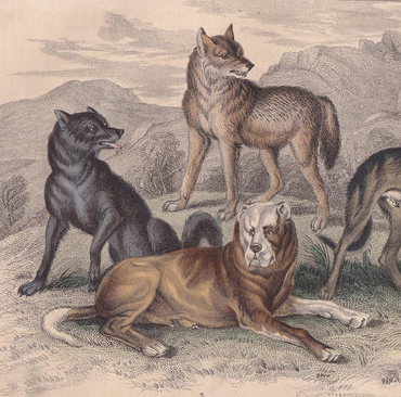 1859 WOLF, MASTIFF, & HOUND Print - Hand-Coloured Engraving - Dog Wall Art - Antique Wolf Decor - 9.5 x 6.5 Inches