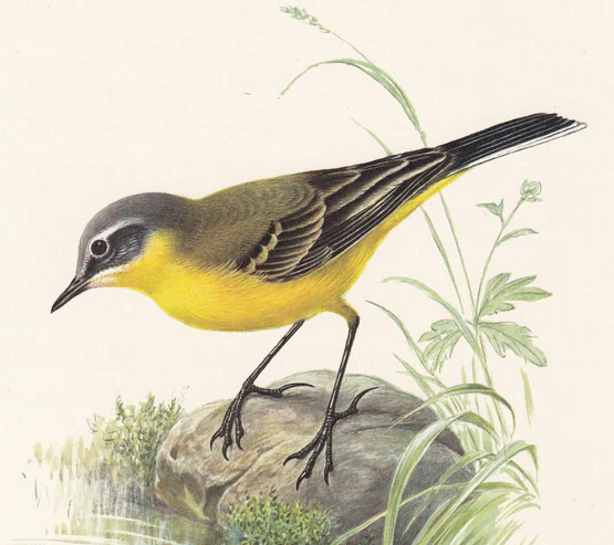 1960 WESTERN YELLOW WAGTAIL Bird Print - Vintage Bird Print - Bird Illustration - Bird Wall Art - Bird Decor - 7.5 x 10.6 Inches