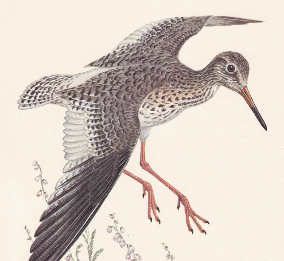 1960 COMMON REDSHANK Bird Print - Vintage Bird Print - Bird Illustration - Bird Wall Art - Bird Decor - 7.5 x 10.6 Inches