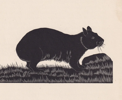 1929 WOMBAT Print Wood Engraving - Wombat Wall Art - Zoology Print - Wildlife - Antique Animal Print - 94 Years Old - 8 x 7.25 Inches