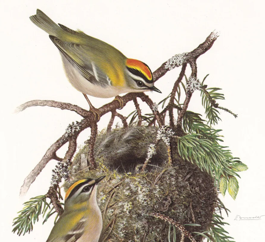 1960 FIRECREST Bird Print - Vintage Bird Print - Bird Illustration - Bird Wall Art - Bird Decor - 7.5 x 10.6 Inches