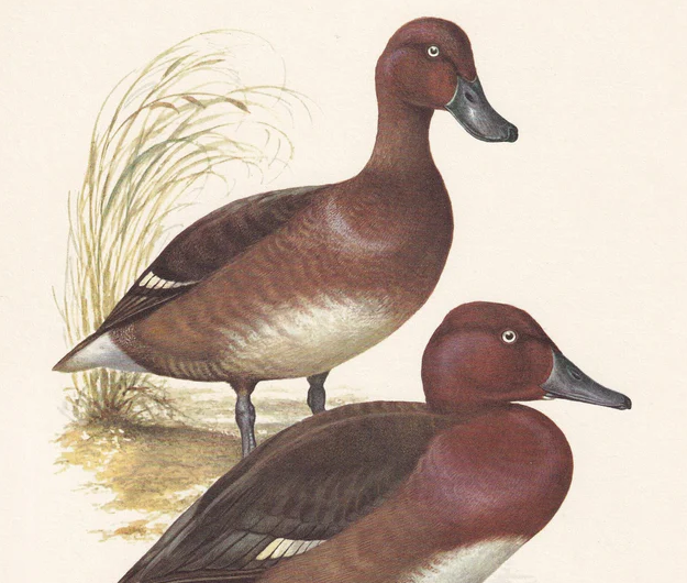 1960 FERRUGINOUS DUCK Bird Print - Vintage Bird Print - Bird Illustration - Bird Wall Art - Bird Decor - 7.5 x 10.6 Inches