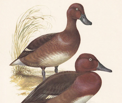 1960 FERRUGINOUS DUCK Bird Print - Vintage Bird Print - Bird Illustration - Bird Wall Art - Bird Decor - 7.5 x 10.6 Inches