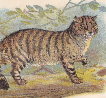 1896 WILD CAT Print - Original Antique Print - Animal Wall Art - 7.2 x 4.7 Inches