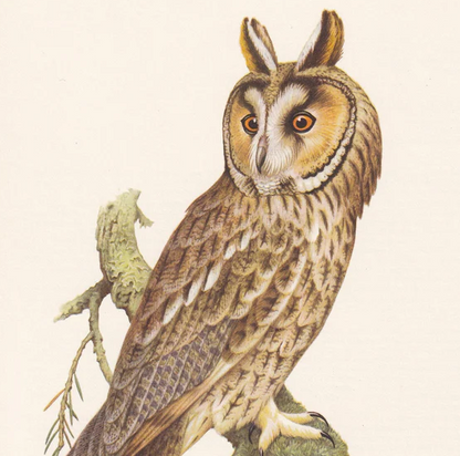 1960 LONG-EARED OWL Bird Print - Vintage Bird Print - Bird Illustration - Bird Wall Art - Bird Decor - 7.5 x 10.6 Inches