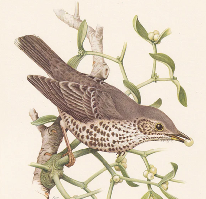 1960 MISTLE THRUSH Bird Print - Vintage Bird Print - Bird Illustration - Bird Wall Art - Bird Decor - 7.5 x 10.6 Inches