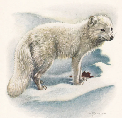 1960 ARCTIC FOX Print - Vintage Animal Wall Art - 7.5 x 10.6 Inches