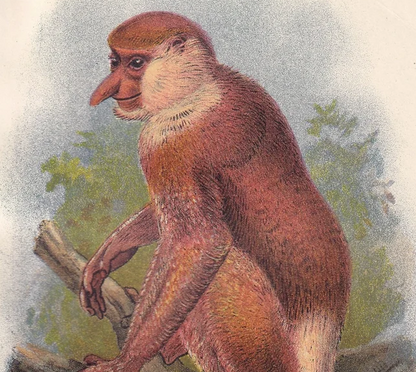 1896 PROBOSCIS MONKEY Print - Monkeys and Apes Print - Primates Print - Original Antique Print - 127 Years Old - 7 x 4.75 Inches