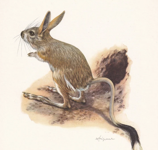 1960 GREAT JERBOA Print - Vintage Animal Wall Art - 7.5 x 10.6 Inches