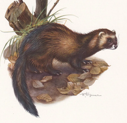 1960 EUROPEAN POLECAT Print - Vintage Animal Wall Art - 7.5 x 10.6 Inches