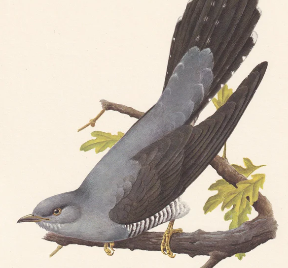 1960 COMMON CUCKOO Bird Print - Vintage Bird Print - Bird Illustration - Bird Wall Art - Bird Decor - 7.5 x 10.6 Inches