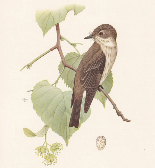 1960 SPOTTED FLYCATCHER Bird Print - Vintage Bird Print - Bird Illustration - Bird Wall Art - Bird Decor - 7.5 x 10.6 Inches