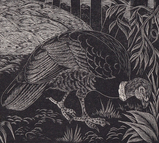 1930 BRUSH TURKEY BIRD Print Wood Engraving - Bird Wall Art - Bird Engraving - Antique Bird Print - 94 Years Old - 5.25 x 7.75 Inches