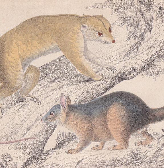 1850 CUSCUS POSSUM Print - Original Antique Hand-Coloured Engraving - Possum Wall Art - Possum Decor - Australian Animal - 10 x 6.4 Inches