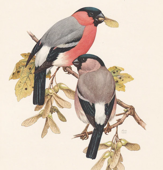 1960  BULLFINCH Bird Print - Vintage Bird Print - Bird Illustration - Bird Wall Art - Bird Decor - 7.5 x 10.6 Inches
