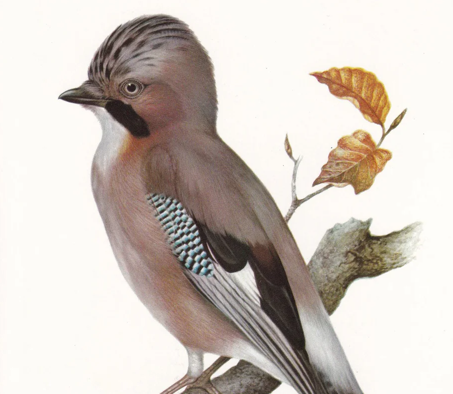 1960 EURASIAN JAY Bird Print - Vintage Bird Print - Bird Illustration - Bird Wall Art - Bird Decor - 7.5 x 10.6 Inches