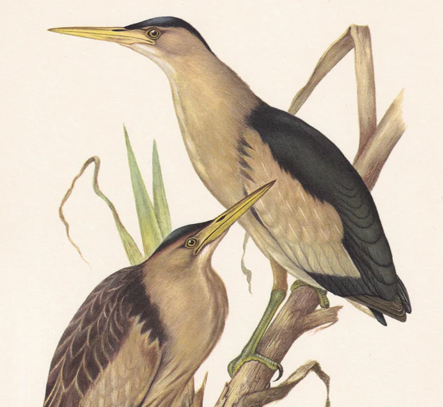 1960 LITTLE BITTERN Bird Print - Vintage Bird Print - Bird Illustration - Bird Wall Art - Bird Decor - 7.5 x 10.6 Inches